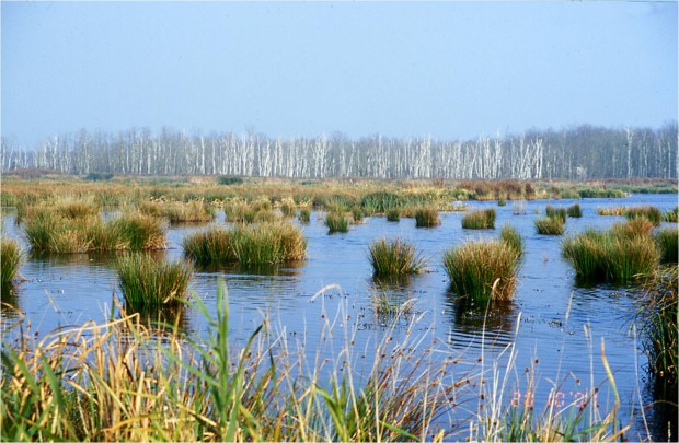 Geflutete Polder im Naturpark Peenetal