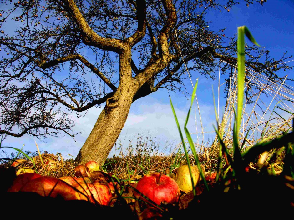 Apfelbaum im Spätherbst - Copyright: VDN/Schönmüller