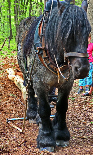 Arbeitspferde werden auch jetzt noch eingesetzt © VDN / Christel Baude