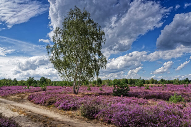 Blühende heide im Naturpark Niederlausitzer Heidelandschaft. © VDN-Fotoportal/Bernd Tanneberger