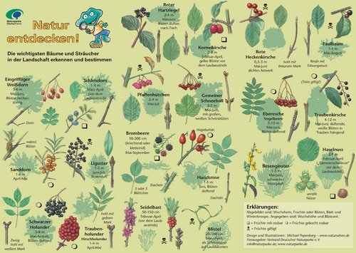 Bestimmungshilfe Bäume und Sträucher - Copyright: Verlag Ulbrich und Papenberg