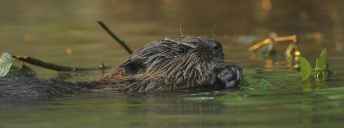 Biber beim Frühstücken © VDN-Fotoportal/C. Schmalhofer