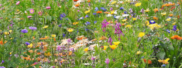 Blüten in Hülle und Fülle ©VDN-Fotoportal / Ilona Kompanik