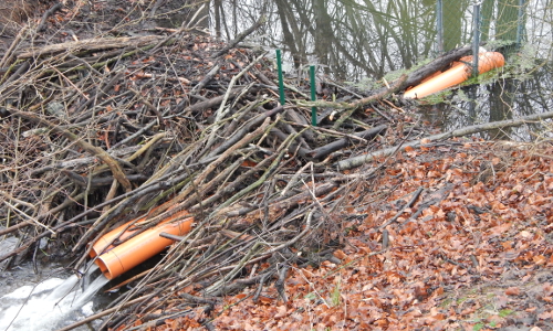 Copyright: Naturpark Sternberger Seenland Copyright: Naturpark Sternberger Seenland