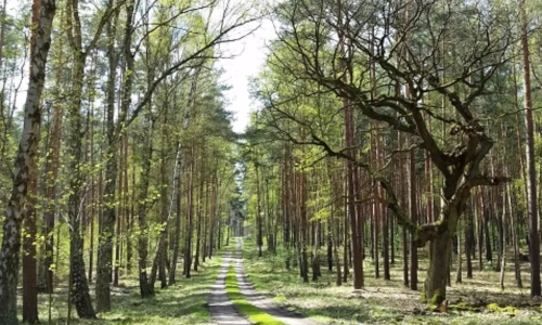 Die Dubrow mit ihren Alteichen © Hannes Hause