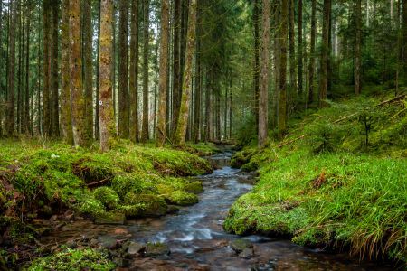 Die Rundtour „Doinich-Ursprung Neuweiler“ ist eine der anspruchsvolleren Touren im Teinachtal. © Naturpark Schwarzwald Mitte/Nord