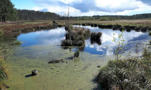 Feuchtgebiet Löptener Fenne © Naturpark Dahme-Heideseen