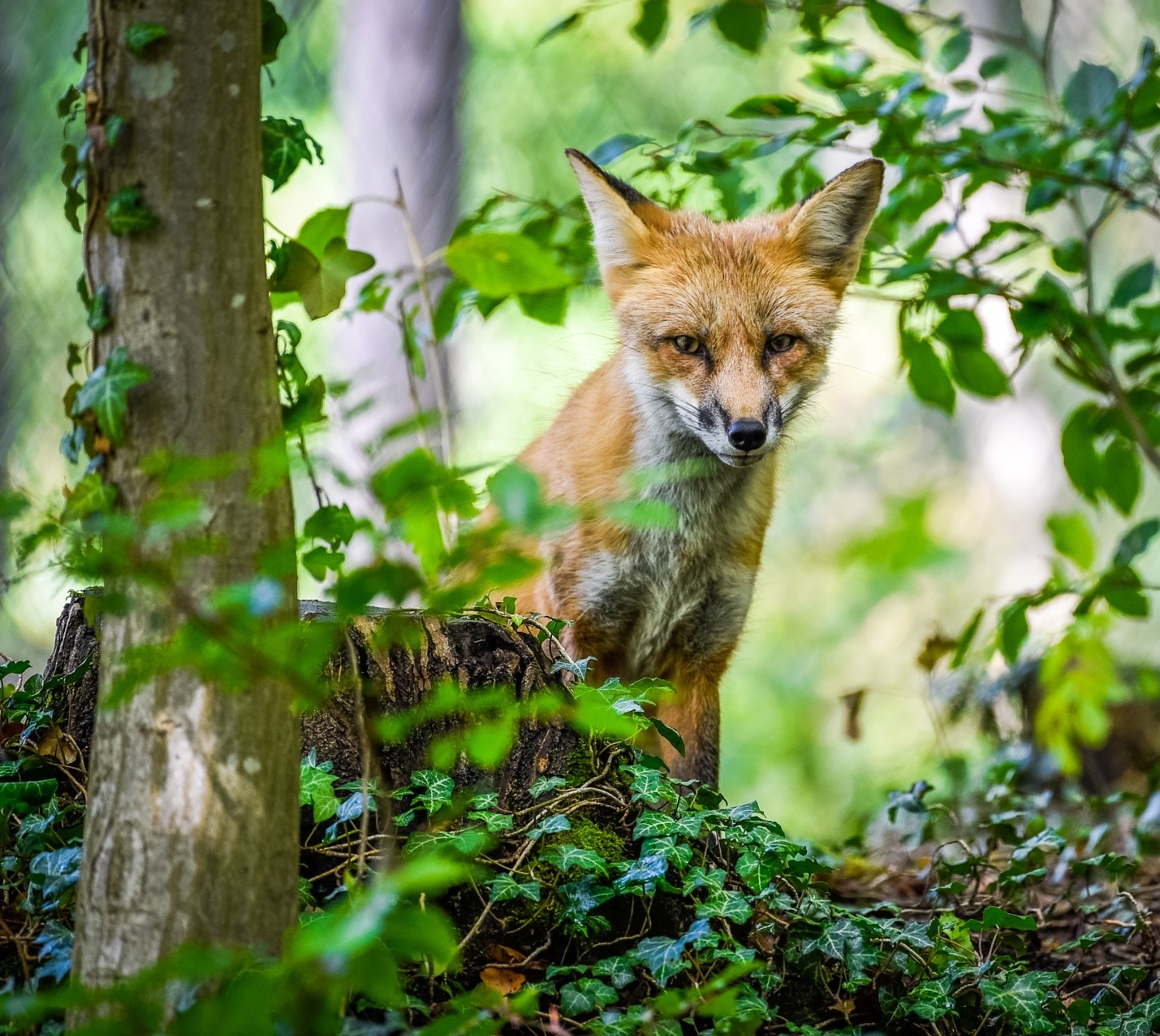 Fuchs im Naturpark Arnsberger Wald. © Naturpark Arnsberger Wald