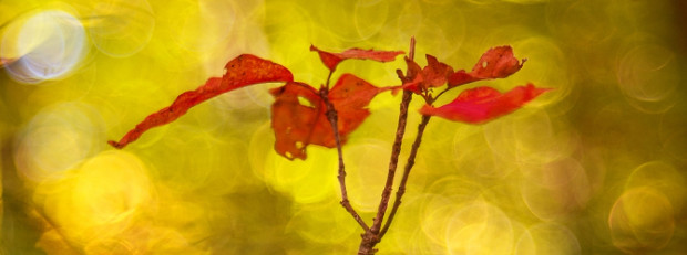 Goldener Oktober © VDN-Fotoportal/Matze