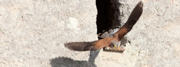Turmfalke beim Abflug - Copyright: VDN/wimi