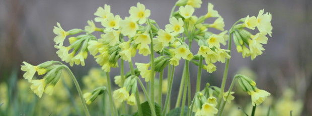 'Schlüsselblume': Copyright: VDN / Peter Brezina