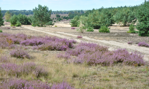 Copyright: Naturpark Niederlausitzer Heidelandschaft