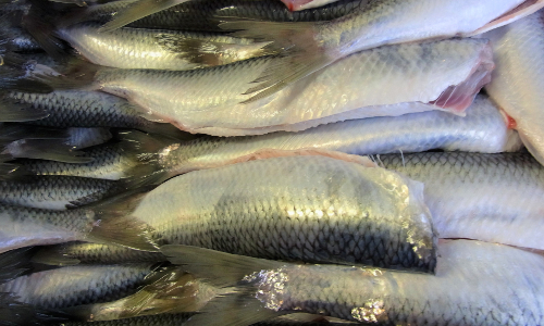 Heringe der Schlei © Jebe-Öhlerich