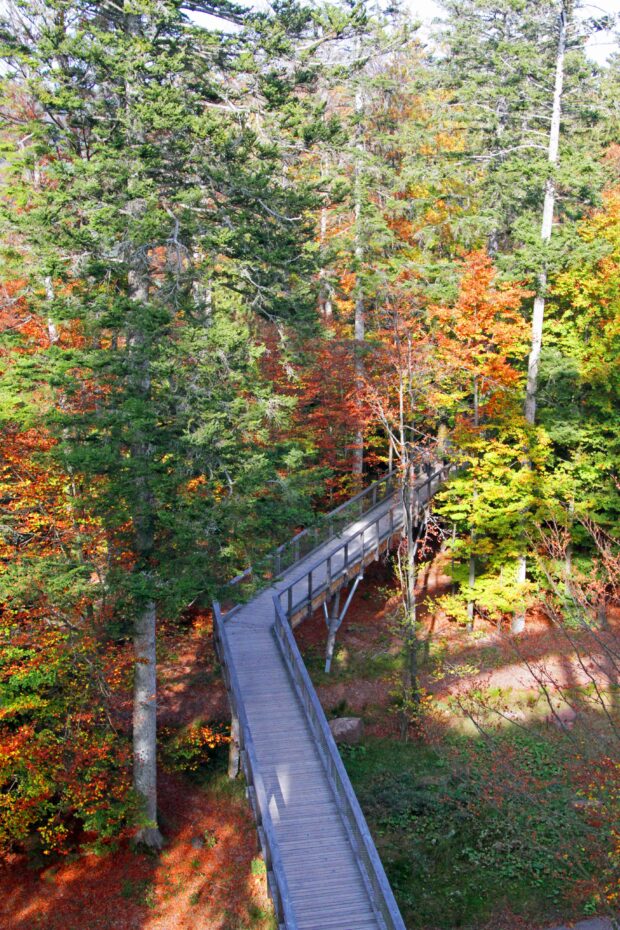 Baumwipfelpfad im Naturpark Schwarzwald Mitte/Nord. © Jörg Liesen / VDN e. V.
