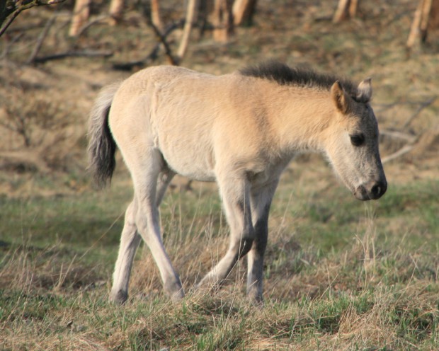 Liesen_Wildpferdefohlen