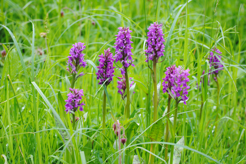 Der Naturpark Schlaubetal ist unter Pflanzenfreunden für seine Vielzahl an Orchideenarten bekannt © Mathias Schulze