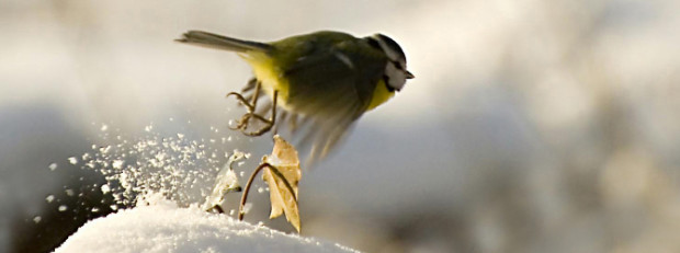 Meise © VDN- Hubert Brenner