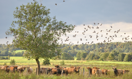 ERNA-Herde im Naturpark Aukrug - Copyright: Stefan Siemesgelüss