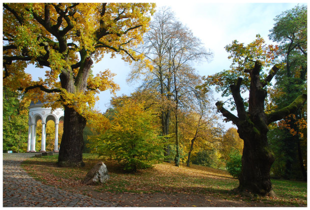 'Altaneichen am Neroberg' Copyright: VDN/Rolf Georg Handschuh