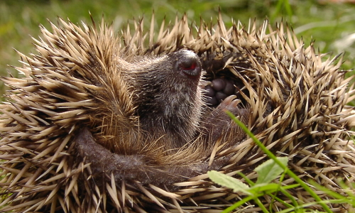 Kugel mit Stacheln © VDN / B.Walther