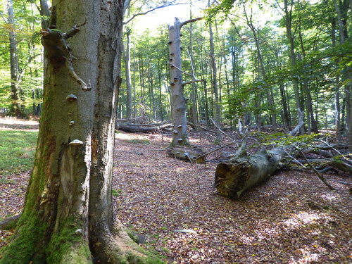 Totholz im Naturschutzgebiet Rohrberg (Foto: Oliver Kaiser)