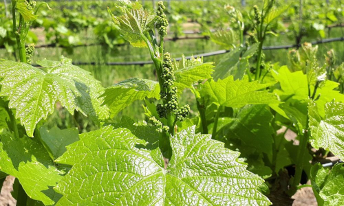 Weinberg Gräbendorf © Carsten Preuß