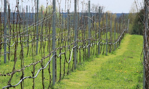 Weinberg Gräbendorf © Carsten Preuß