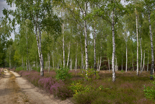 Zur Heideblüte unterwegs auf dem Lehrpfad in der Reicherskreuzer Heide, einem ehemaligen Truppenübungsplatz © Sarah Mamerow