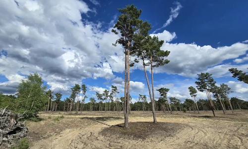 Sandoffenflächen und Trockenrasen in der Bugker Sahara © Carsten Preuß