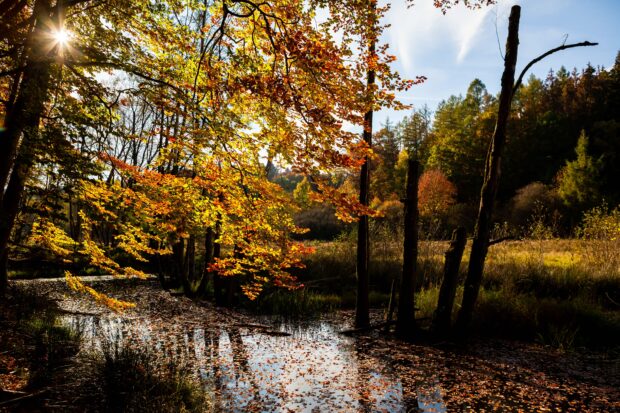 Herbstlaub im Naturpark Arnsberger Wald. © Tourismus NRW e.V.