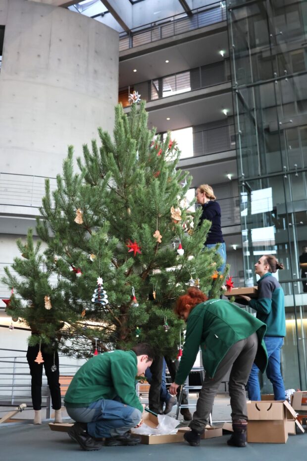Die Märkische Kiefer aus dem Naturpark Barnim wird geschmückt. © Naturpark Barnim/Achmed Polzin