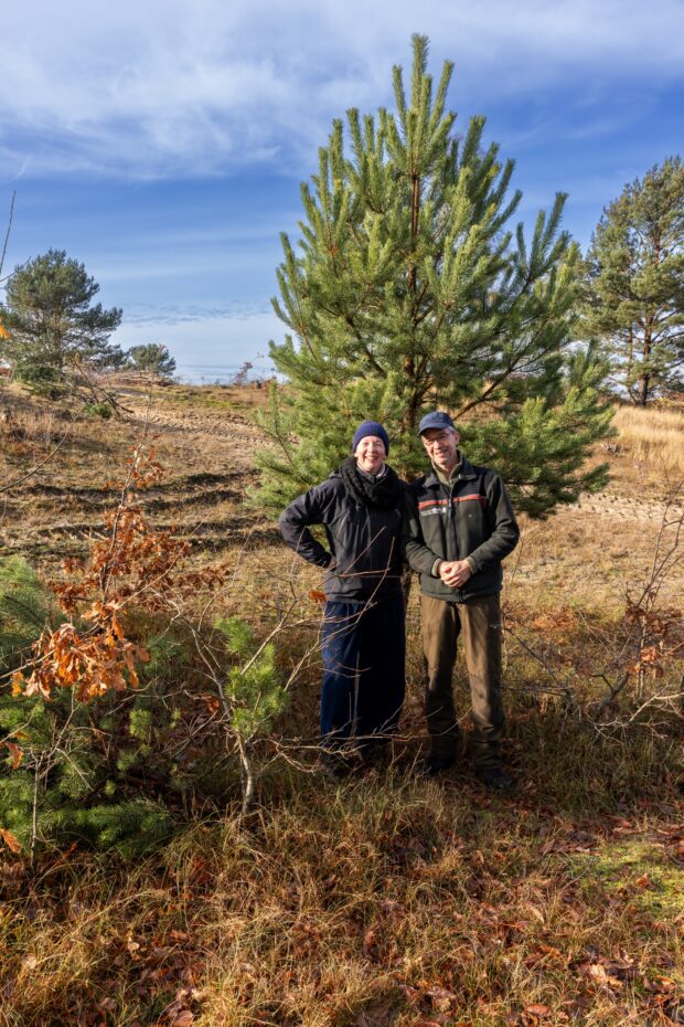 Diese Märkische Kiefer aus der Schönower Heide wurde am 12. November 2025 als Weihnachtsbaum ausgewählt.