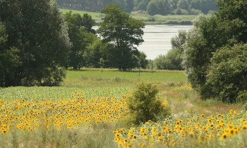 Sonnenblumen Wulfersdorf © Naturpark Dahme-Heideseen