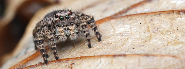 Springspinne © VDN-Fotoportal Angelika Hecht