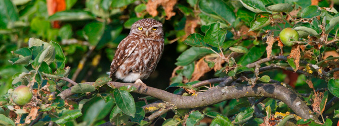 Steinkauz - Copyright: Hans Glader