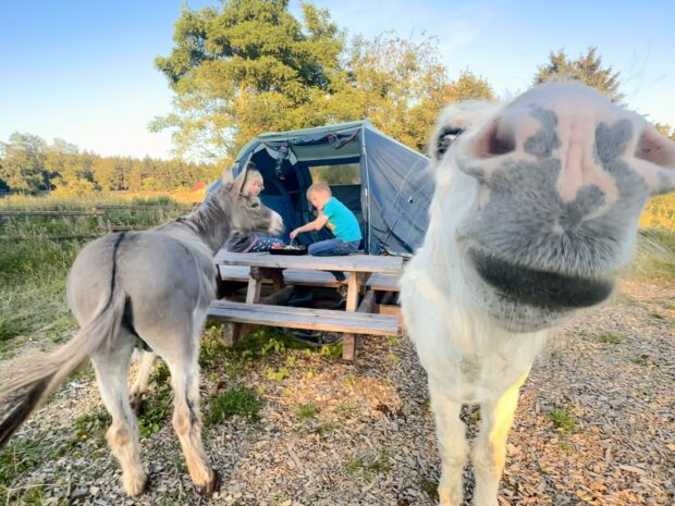 Naturnaher Trekkingplatz im Naturpark Arnsberger Wald inmitten von Eseln. © Landgasthaus Schürmann