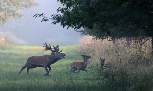 Verfolgung © VDN/Angelika Hecht