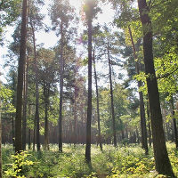 Waldimpression im Naturpark Dübener Heide © Verein Dübener Heide