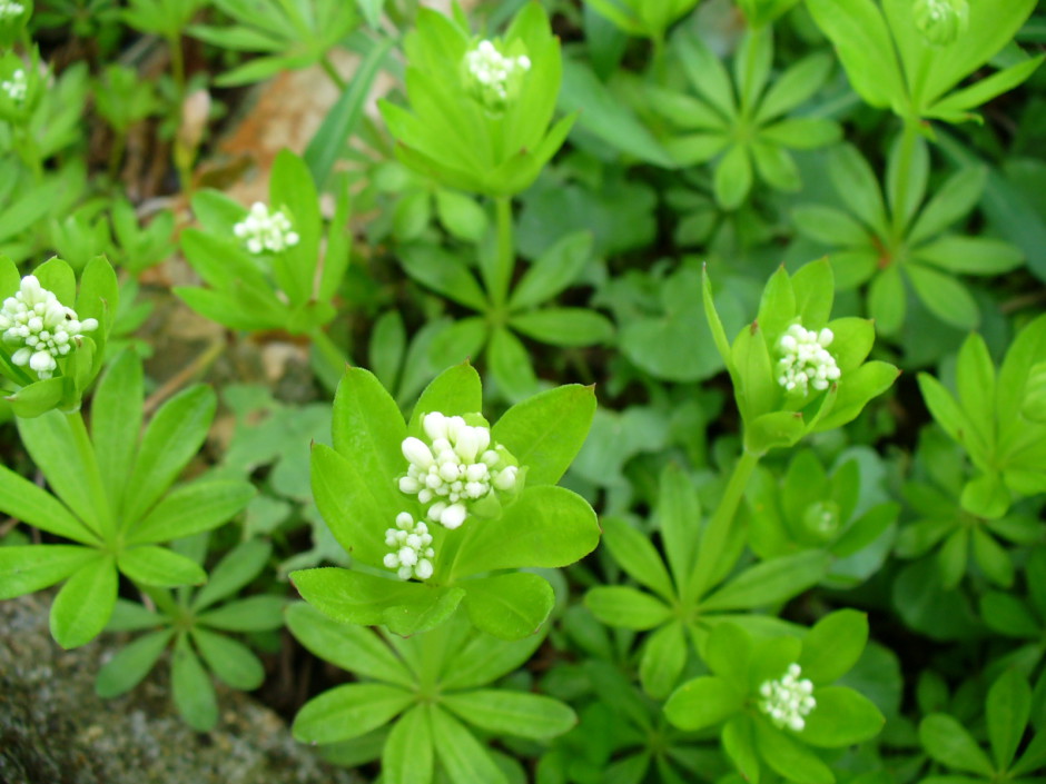 Waldmeister - Copyright: VDN/Peter Meyer