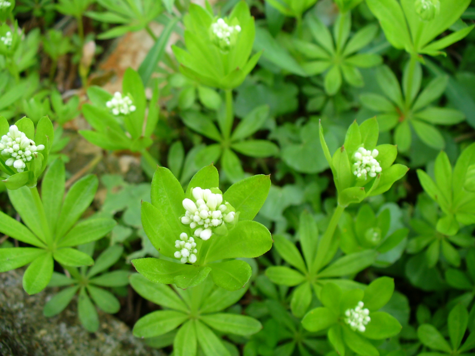 Der Geschmack Des Waldes Waldmeisterbowle Und Mehr