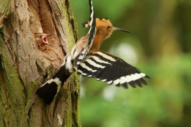 Wiedehopf im Abflug von einem Baum. Foto: Erhard Laube