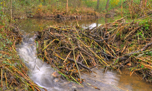 'Bibers Home' Copyright VDN / Norbert Schreiber 'Bibers Home' Copyright VDN / Norbert Schreiber