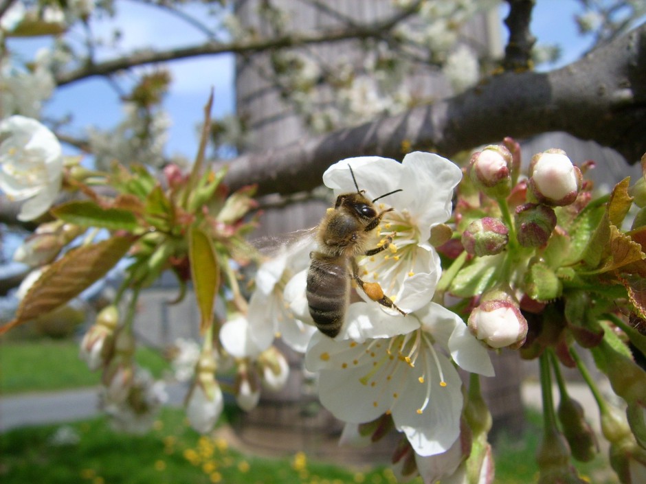 Eine Biene auf der Suche nach Necktar in einer Apfelbaumblüte - Copyright: VDN/Christoph Sack