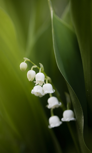 Das Maiglöckchen (Convallaria majalis) - Copyright: VDN/Stephan Amm Das Maiglöckchen (Convallaria majalis) - Copyright: VDN/Stephan Amm