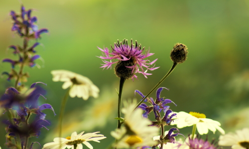 Wildblumenwiese © VDN/Dieter Peter Windheim