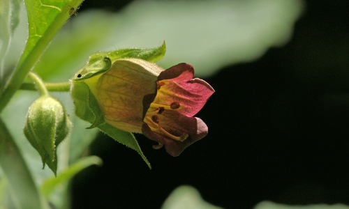 Giftpflanze 2020 © VDN/Luxfox