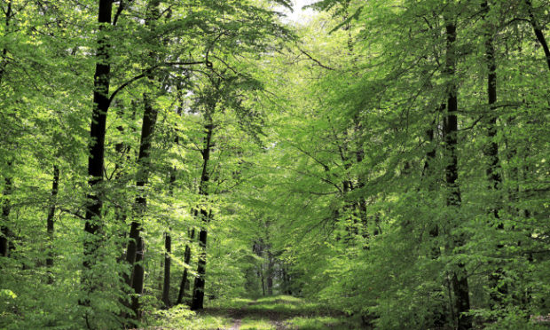 Erholung im Wald: Geht das für alle (gut)?