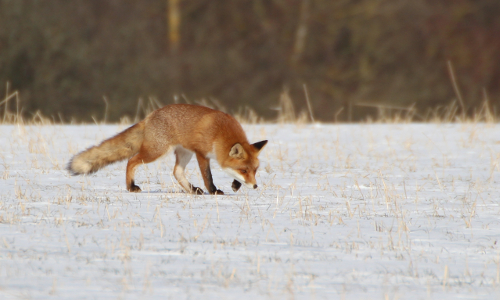 Fuchs im Schnee © VDN / Johannes Brenner