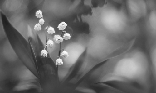 Glockenspiel @ VDN / I. Noack