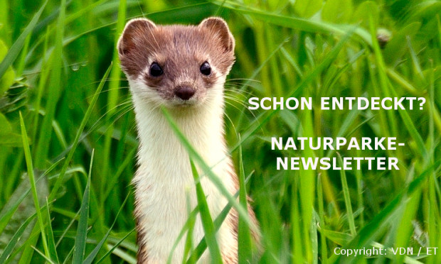 Anmeldung Newsletter